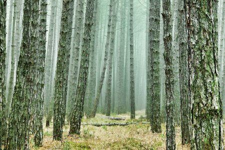 Pine forest conifers pine photo