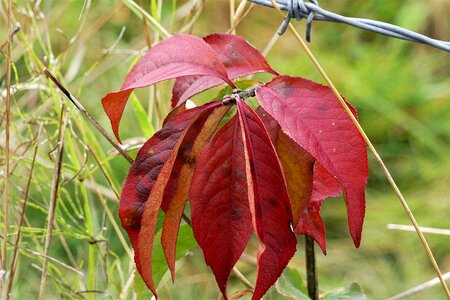 Autumn leaves autumn leaf