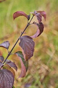 Close up discoloration nature
