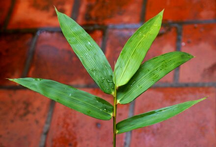 Green leaf background vietnam photo