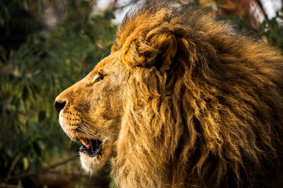 Big cat predator males