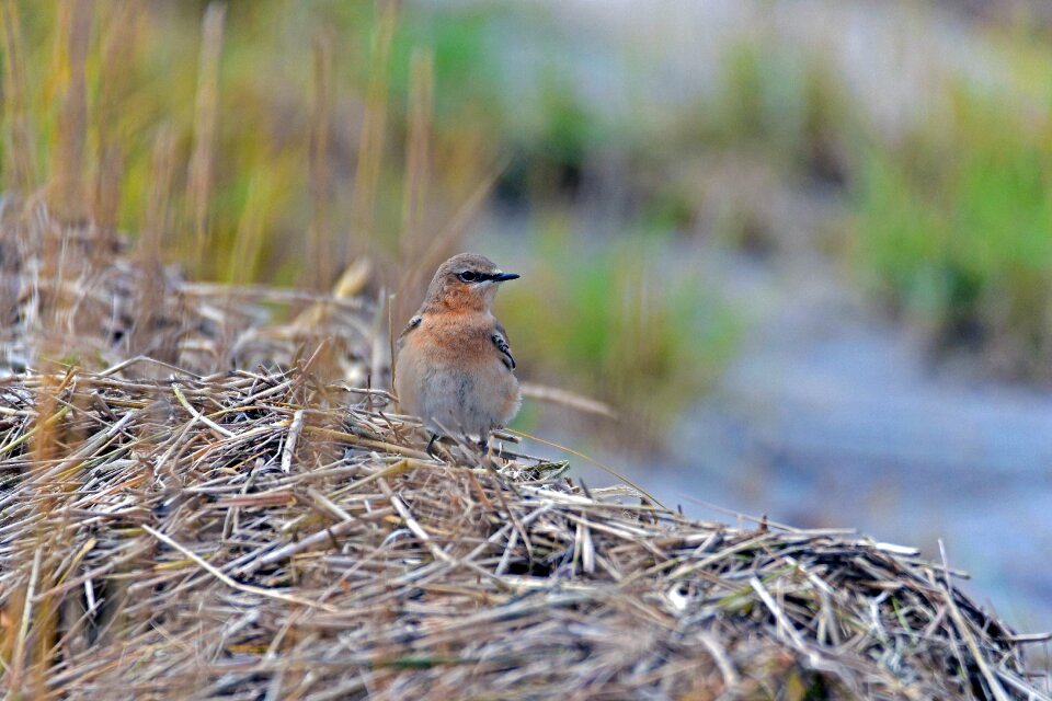 Songbird oenanthe perching birds