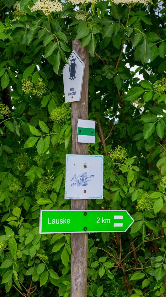 Lausker Lindenallee 02