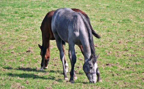 Animals farm field