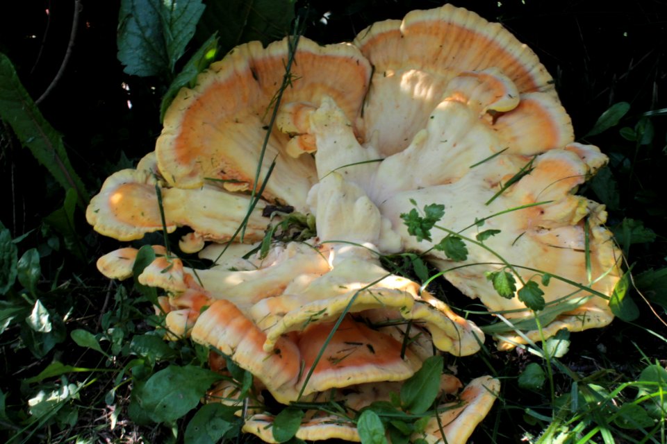 Laetiporus sulphureus15366