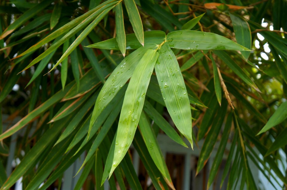 The leaves vietnam green
