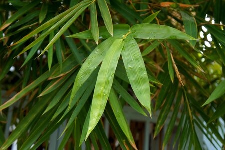 The leaves vietnam green