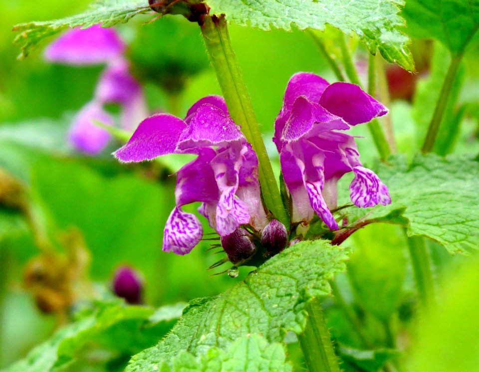 Lamium maculatum Bobrovnya1
