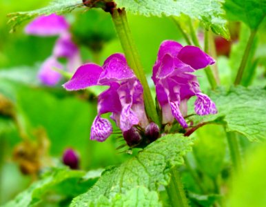 Lamium maculatum Bobrovnya1