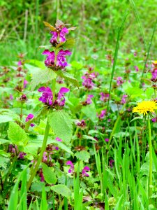 Lamium maculatum Bobrovnya3