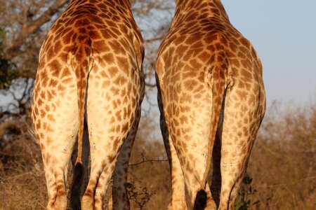 Animal big safari