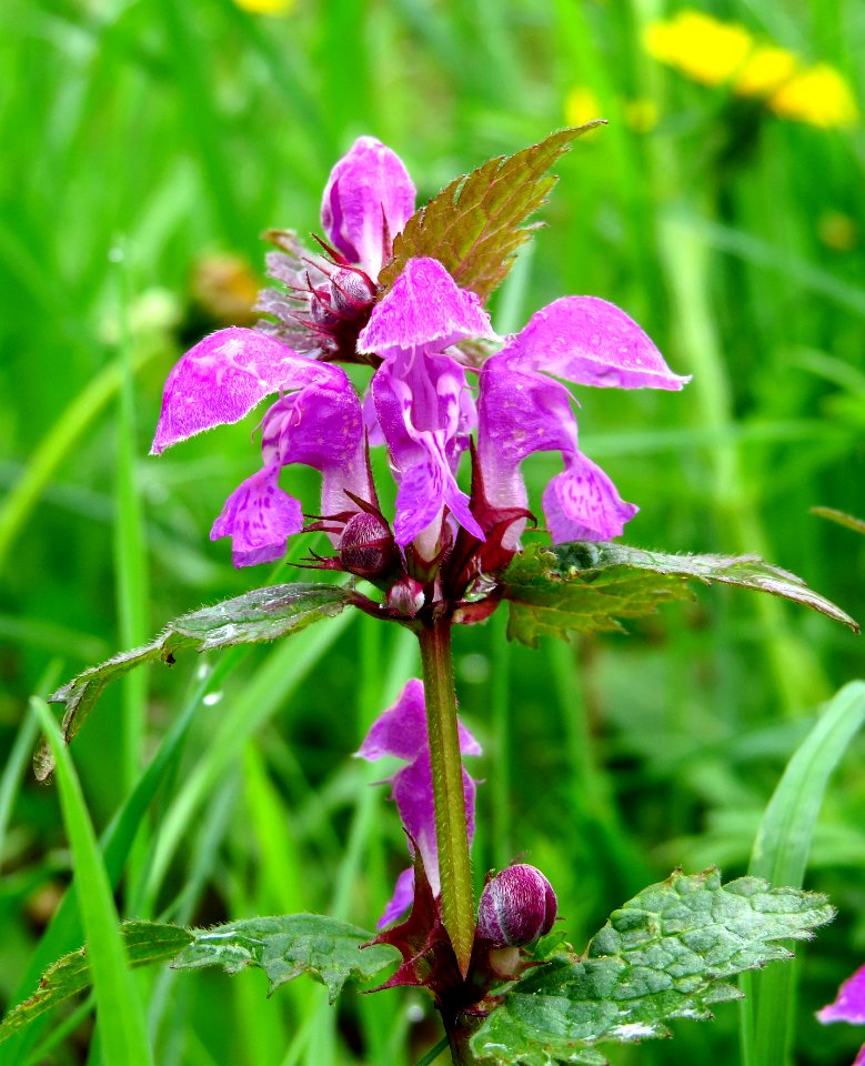 Lamium maculatum Bobrovnya2