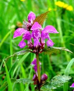 Lamium maculatum Bobrovnya2