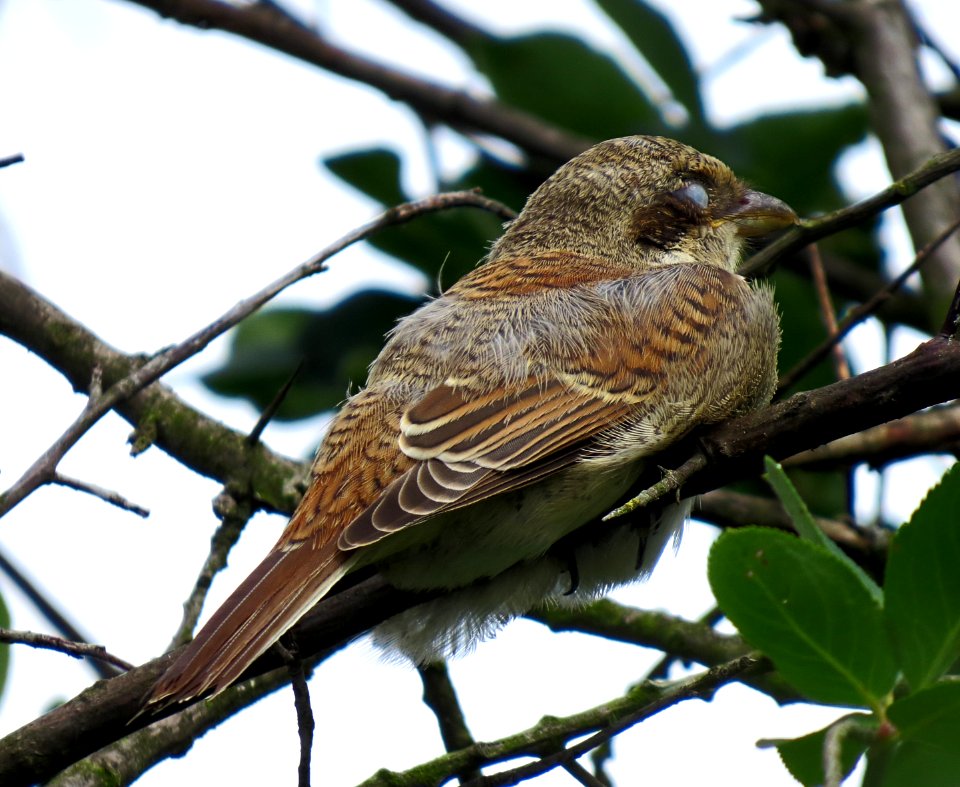 Lanius collurio fledgling6