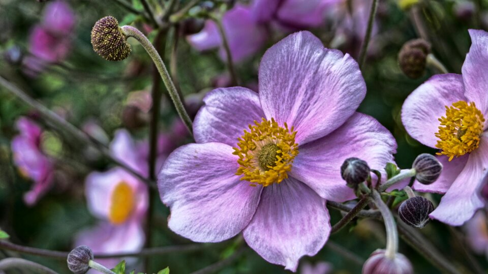 Plant garden flowers photo