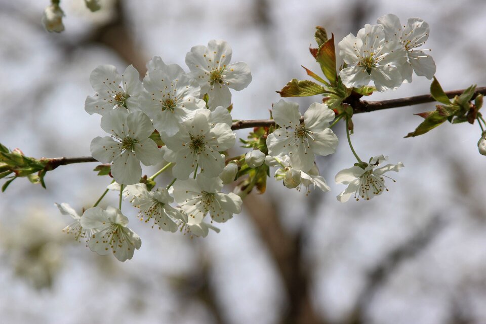 Tree plant spring