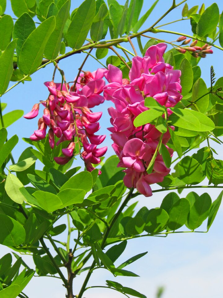 Pink flower green leaves plant