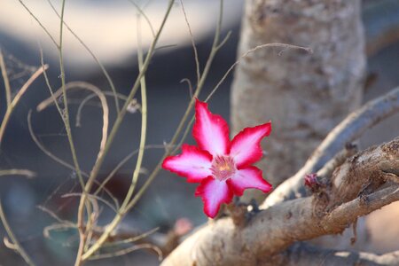 Pink blooming blossom photo