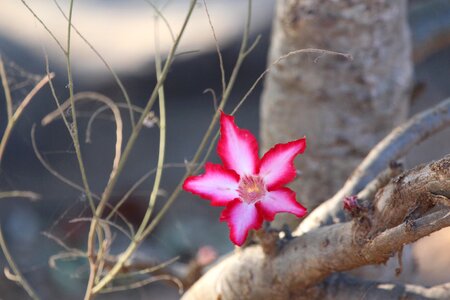 Pink blooming blossom