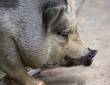 Animal sow mammal photo