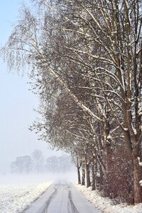 Cold frozen trees photo