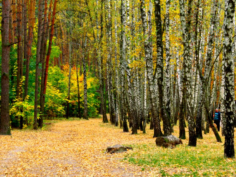 Kyiv Sovky Park11