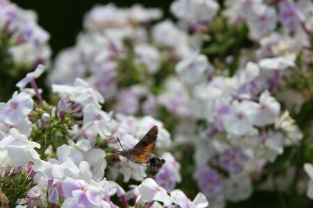 Nature fulfillment hummingbird sphinx moth