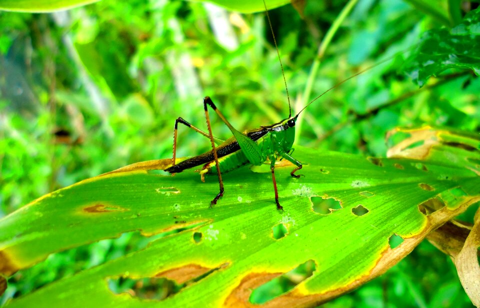 Insect flora wildlife