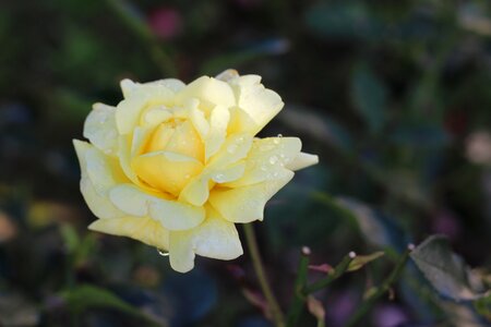 Garden yellow rose rosebush photo
