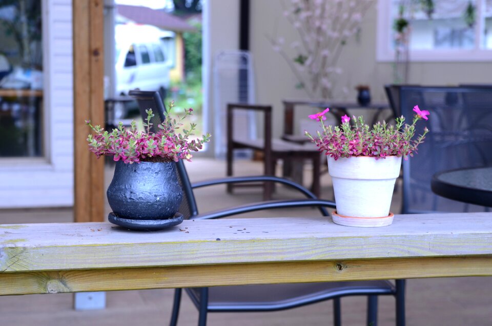 Plants flower mini potted