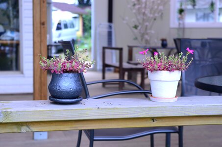Plants flower mini potted