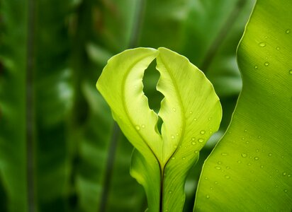 Natural the leaves leaf