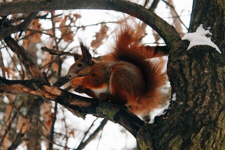 Living nature squirrel wild