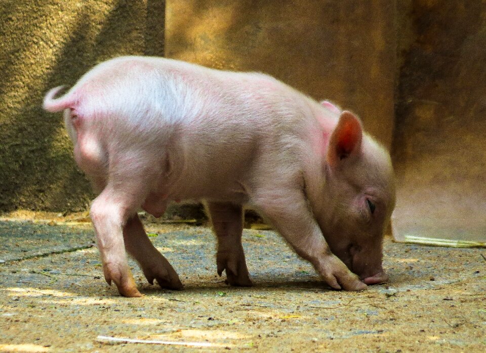 Pink curly tail minnischwein