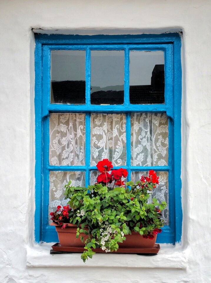 Window planter flower