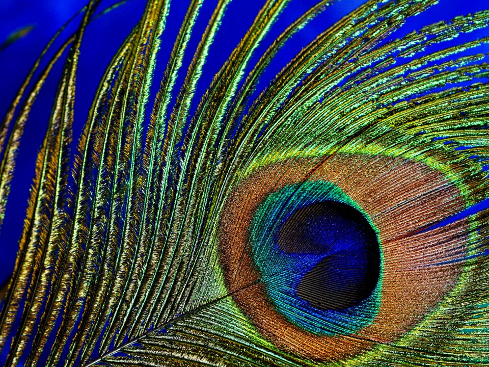 Bird feather close up