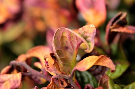 Leucothoe axillaris 'Curly Red' 11095
