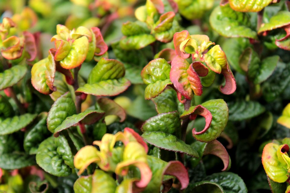 Leucothoe axillaris 'Curly Red' 11113
