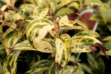 Leucothoe axillaris 11107