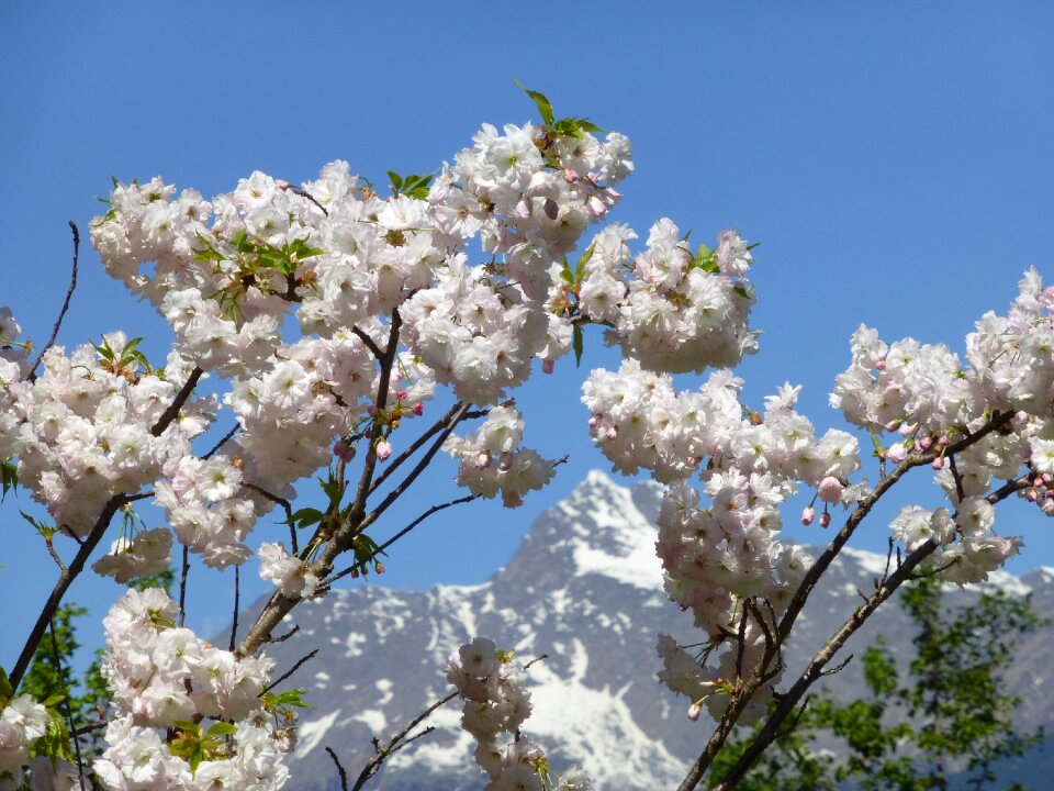 Flowers south tyrol opposition