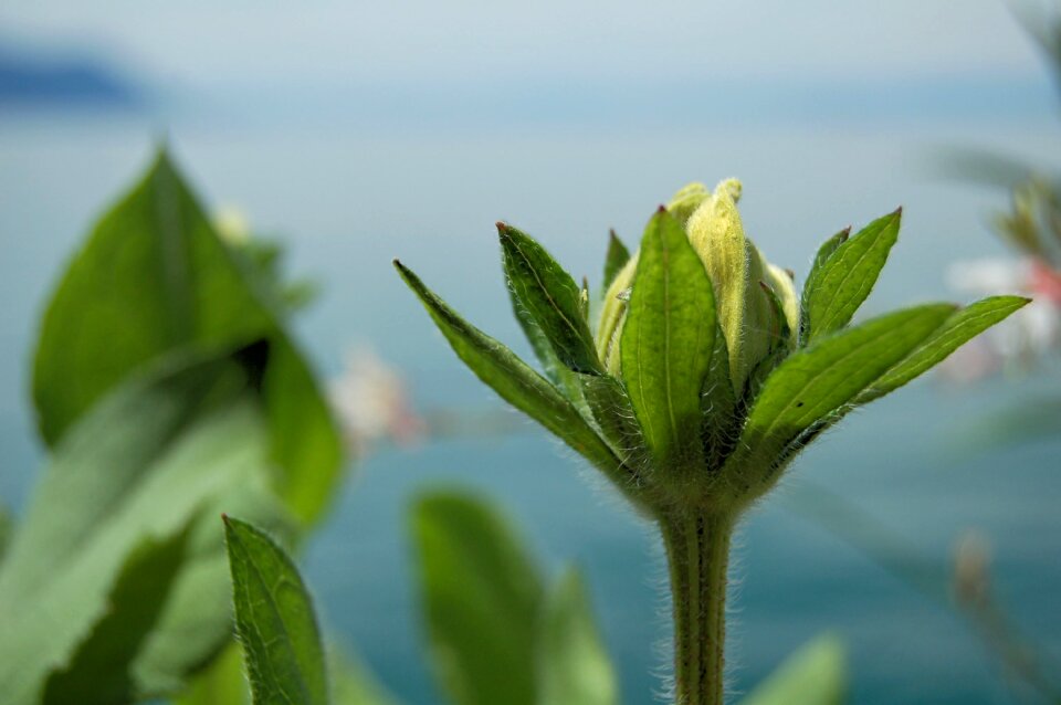 Bud nature blossom