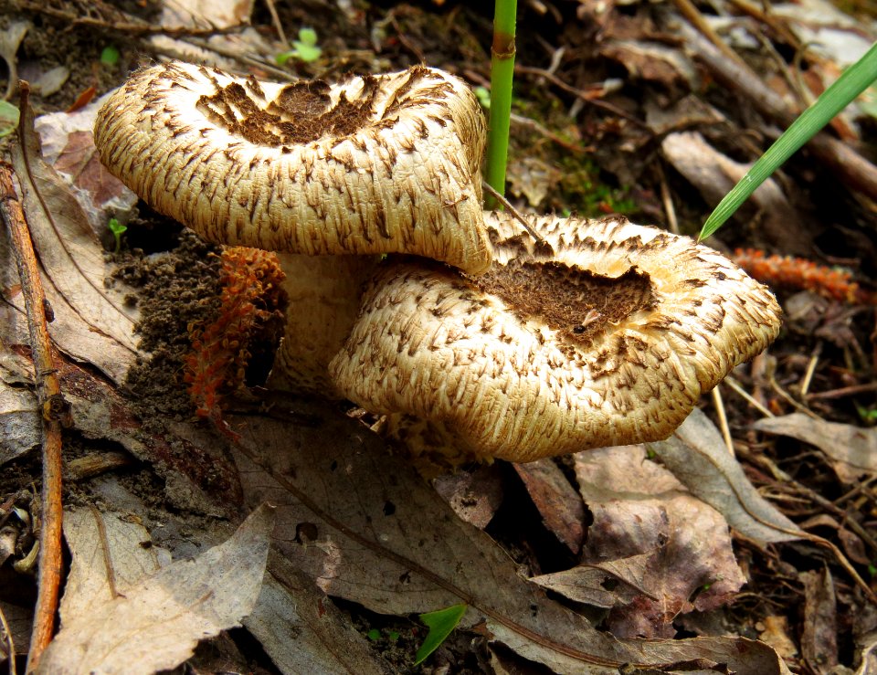 Lentinus tigrinus Pukhivka1