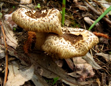 Lentinus tigrinus Pukhivka1