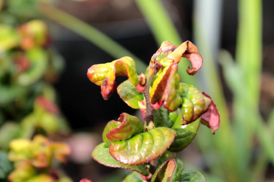 Leucothoe axillaris 'Curly Red' 11114