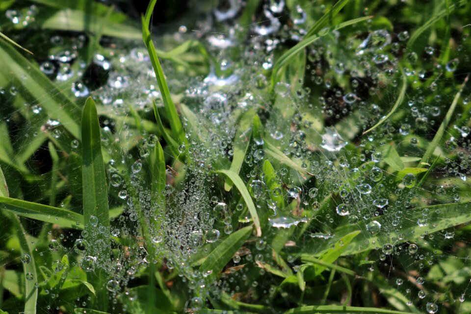 Flora leaf spider web