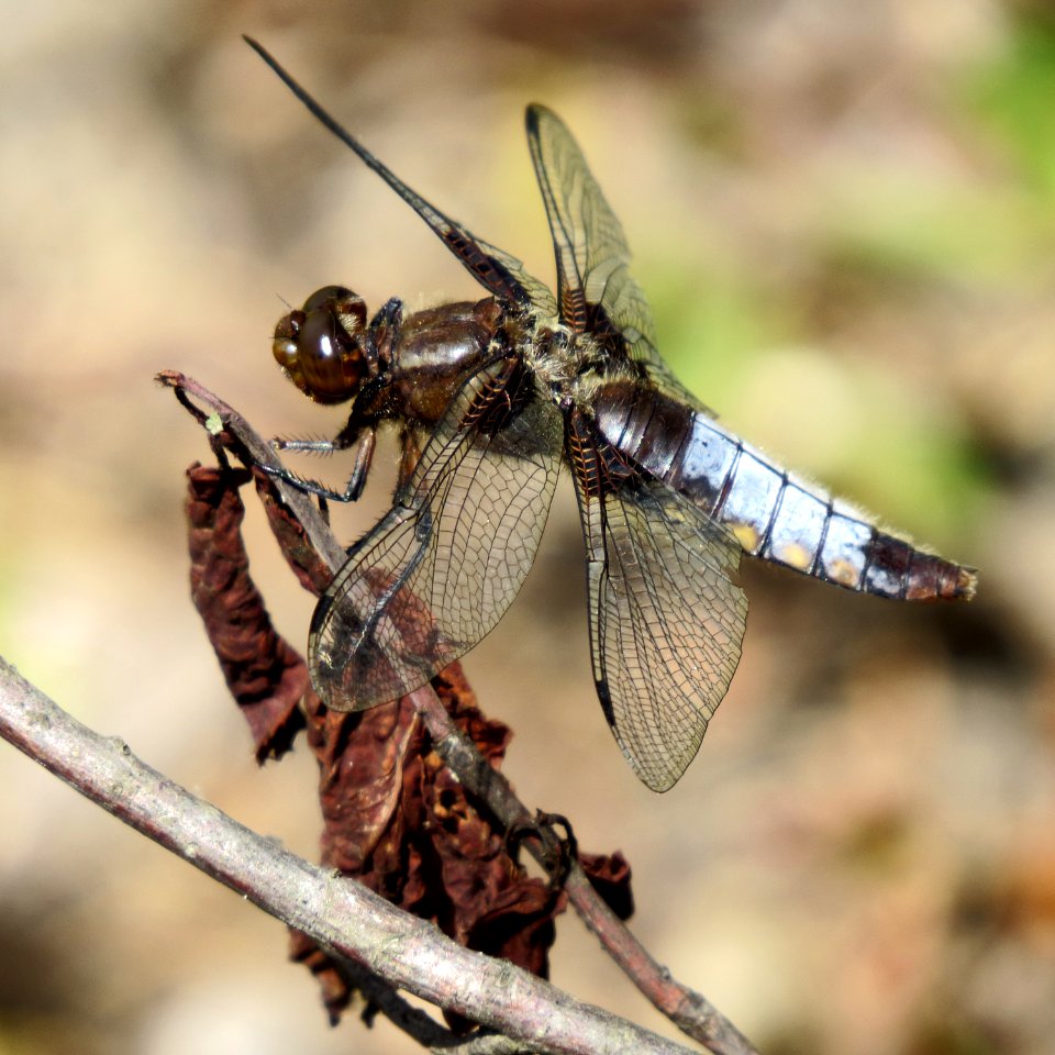 Libellula depressa Moshchun