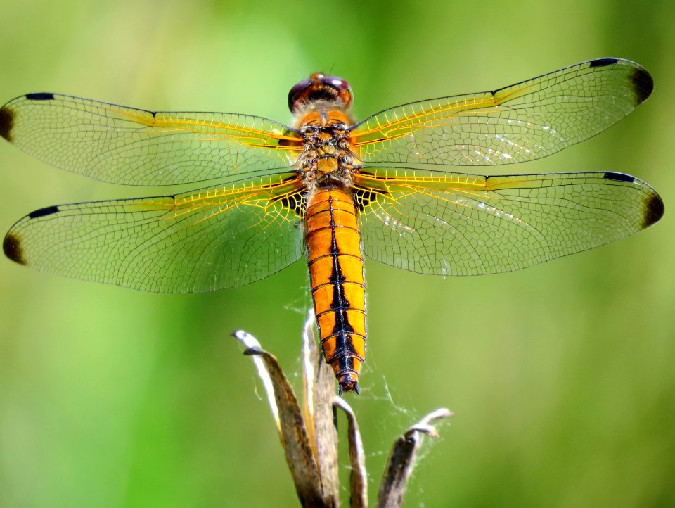 Libellula fulva Muromets4