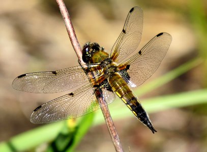 Libellula quadrimaculata Irpin 02