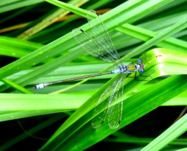 Lestes dryas Kiev2 photo