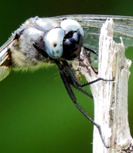 Libellula fulva Kiev2